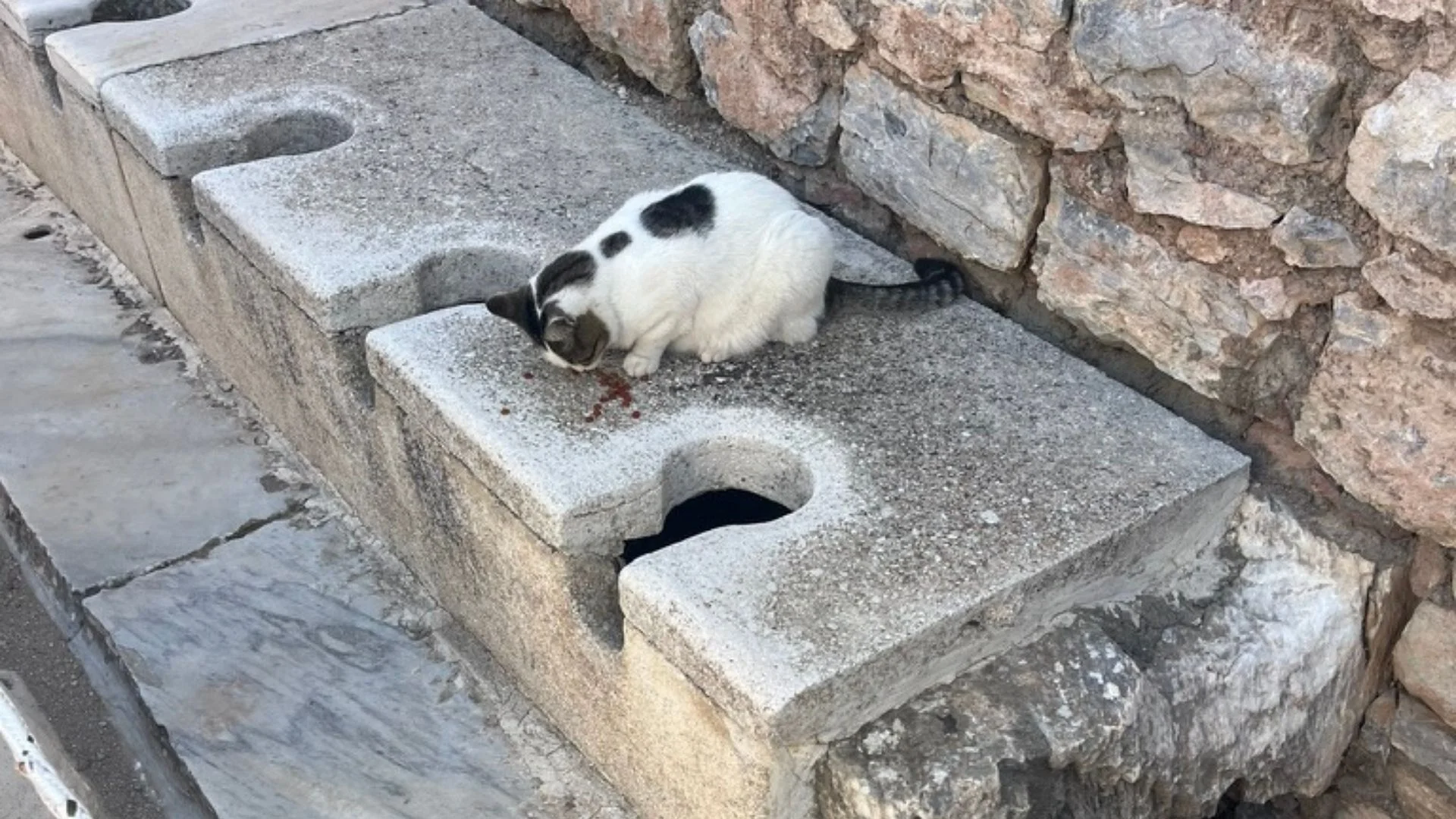 Gato en las letrinas antiguas de Éfeso